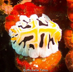 Nudibranch by Michelle Tobin 
